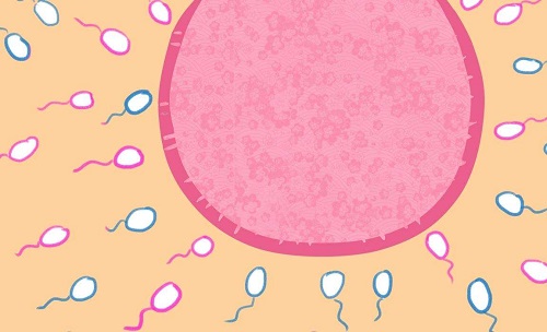 试管婴儿=1个精子+1个卵子，真的就这么简单？？