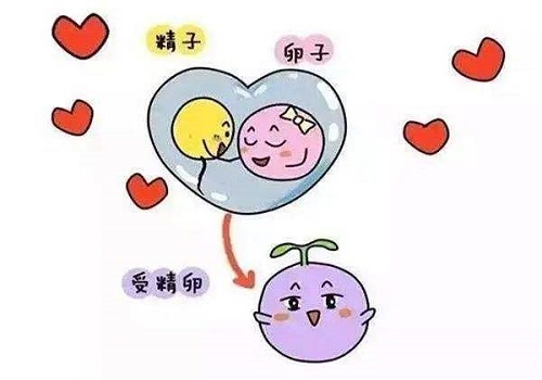 试管前身体调理的建议