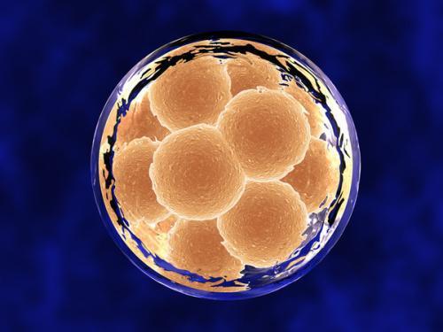 国内试管为何多为取卵多胚胎少？美国试管婴儿如何提高？